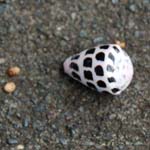 coquille-1