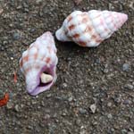 coquille-2