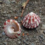 coquille-3