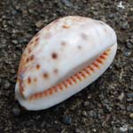 coquille-4