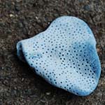 corail-bleu