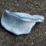corail-bleu2