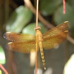 libellule