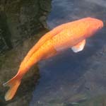 poisson-1