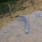 poisson-2