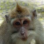 singe-1