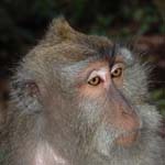 singe-2
