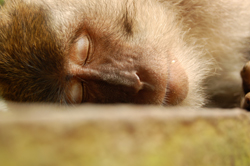 macaque