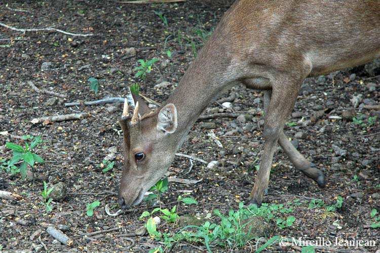 cerf1