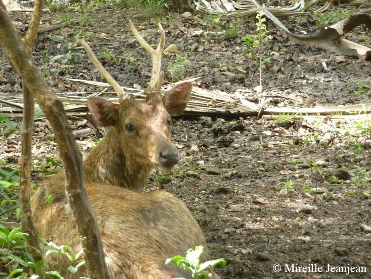 cerf2