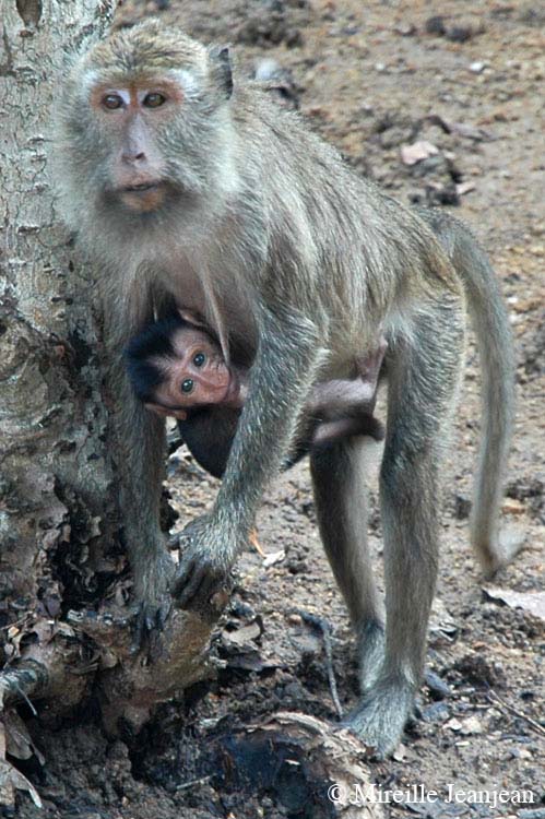 macaque-kom