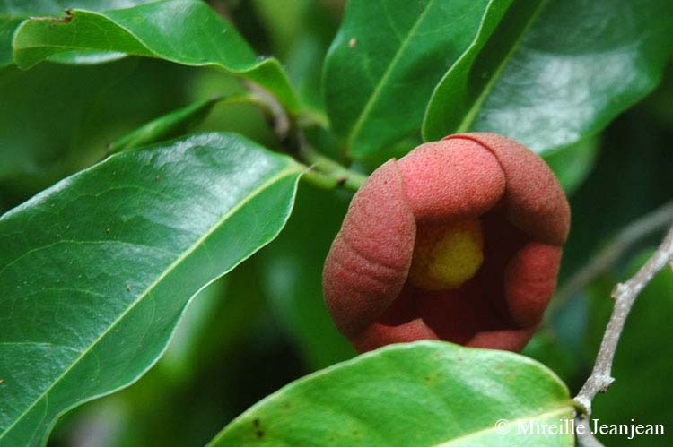 plante-rouge