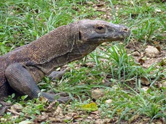 varan