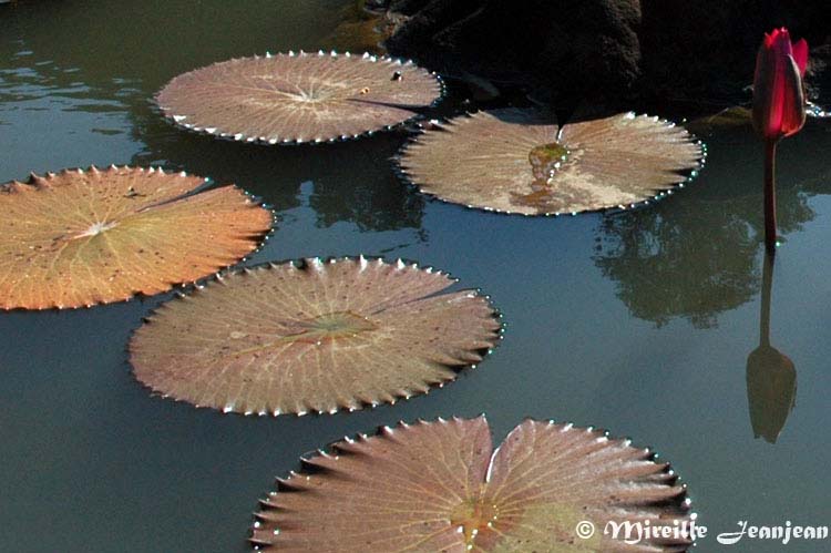 lotus