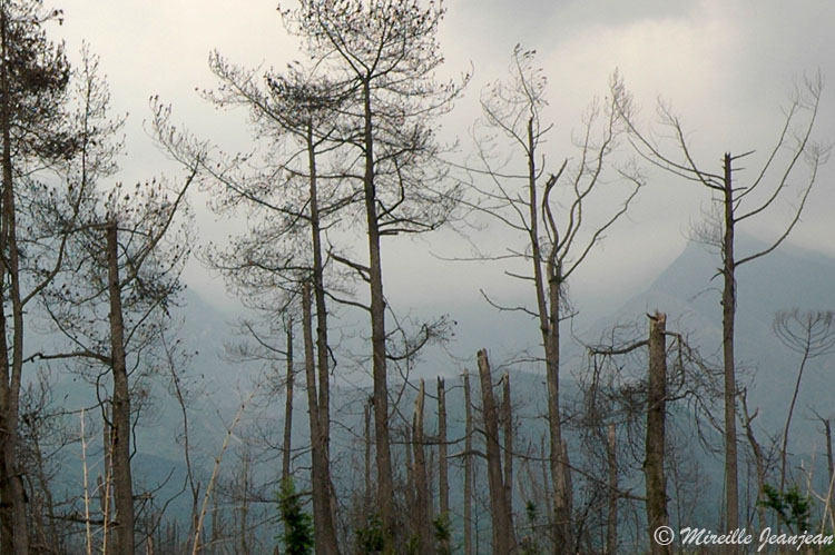 arbres-morts