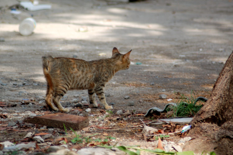 chat