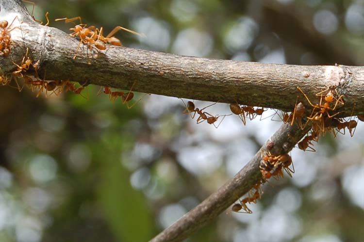 fourmis