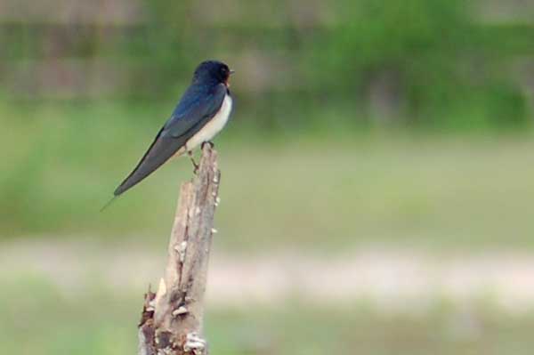 hirondelle