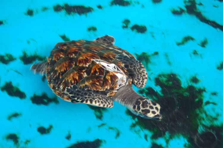 tortue-1