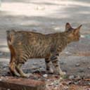chat