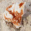 corail-feu