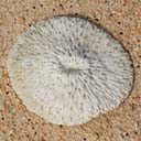 corail-rond