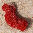 corail-rouge