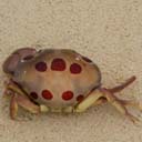 crabe