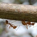 fourmis