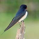 hirondelle