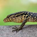 lezard