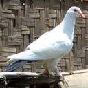 pigeon