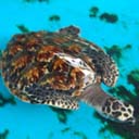 tortue-1