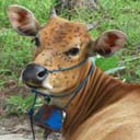 vache