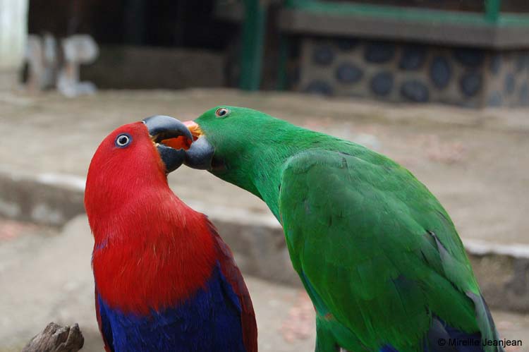 grand-eclectus-2