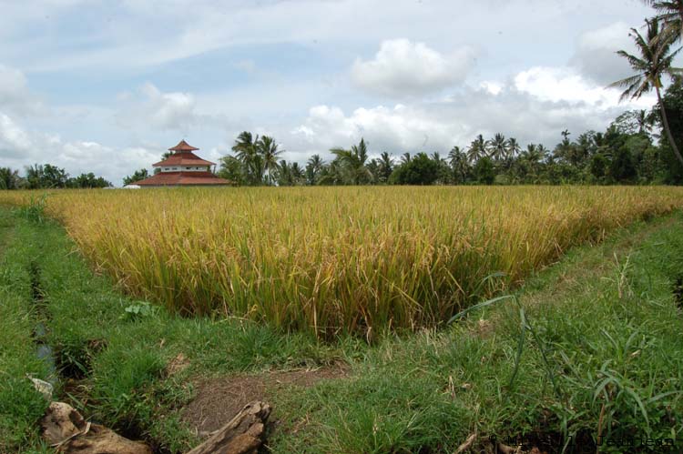 riz-mur