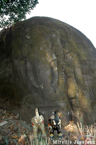 elephant