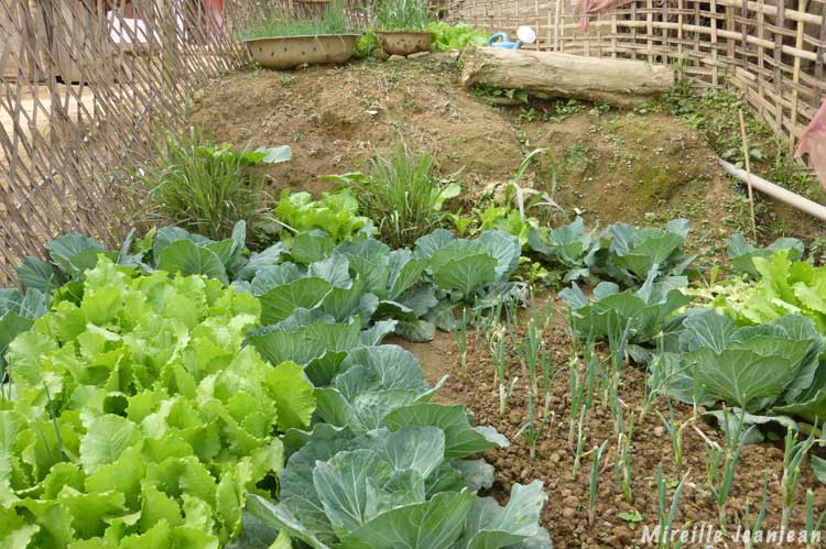 jardin2