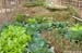 jardin2