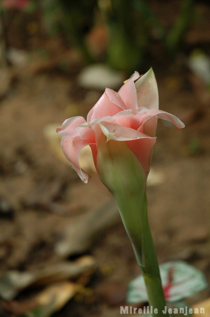 etlingera-venusta