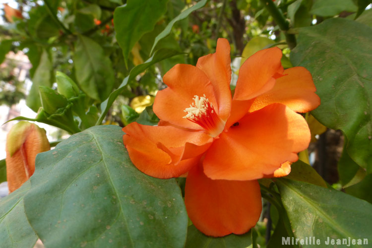 fl-orange