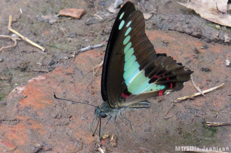 graphium-doson