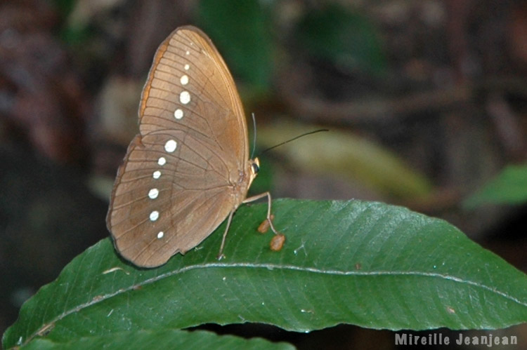 papillon-marron-blanc