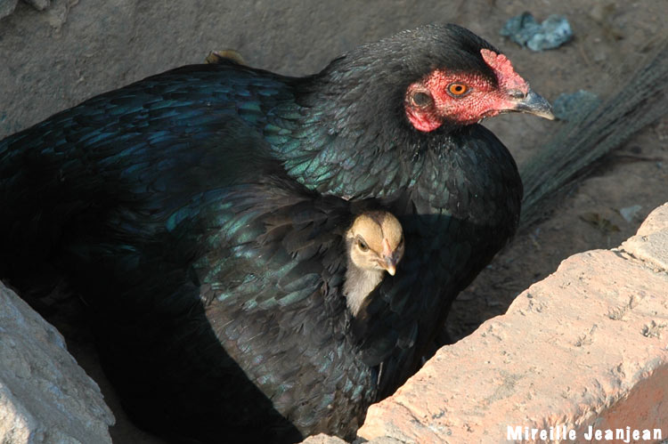 poule-poussin