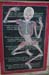 anatomie