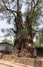 arbre1