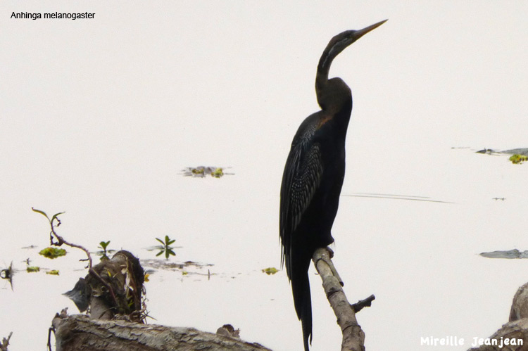 chit-anhinga