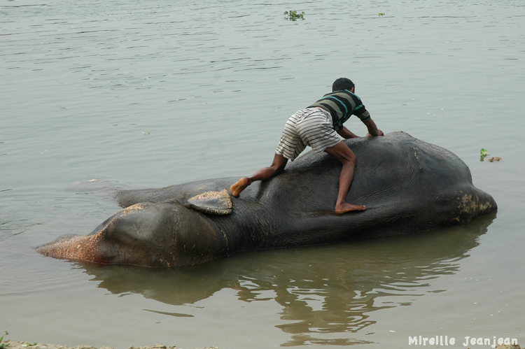 chit-elephant
