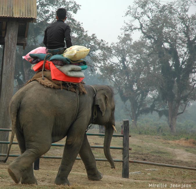 chit-elephant3