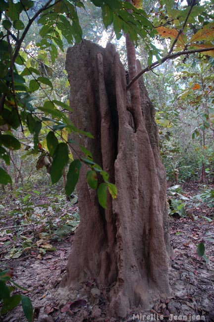chit-termite